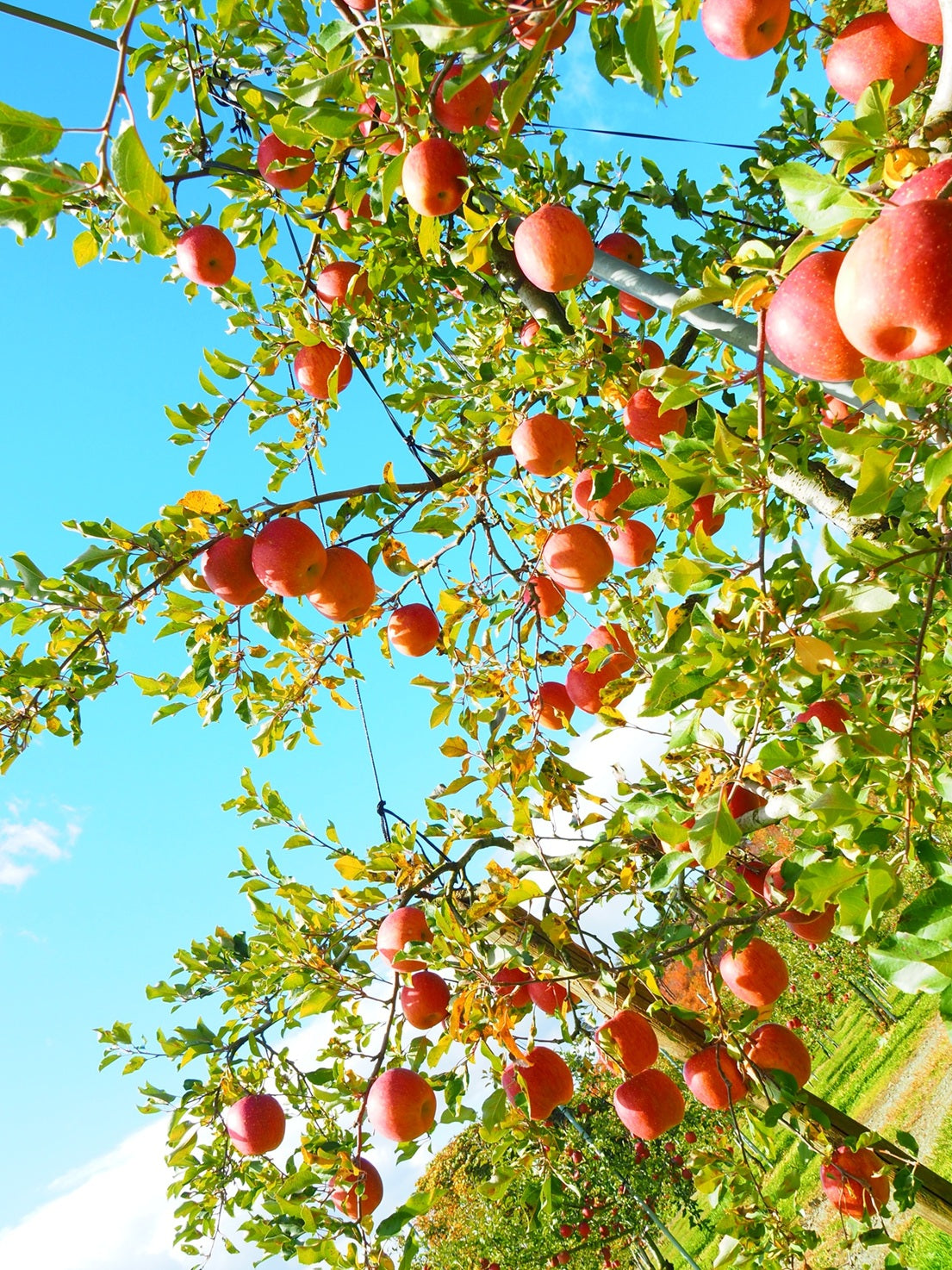 早生りんご サンつがる(秀)【33617】