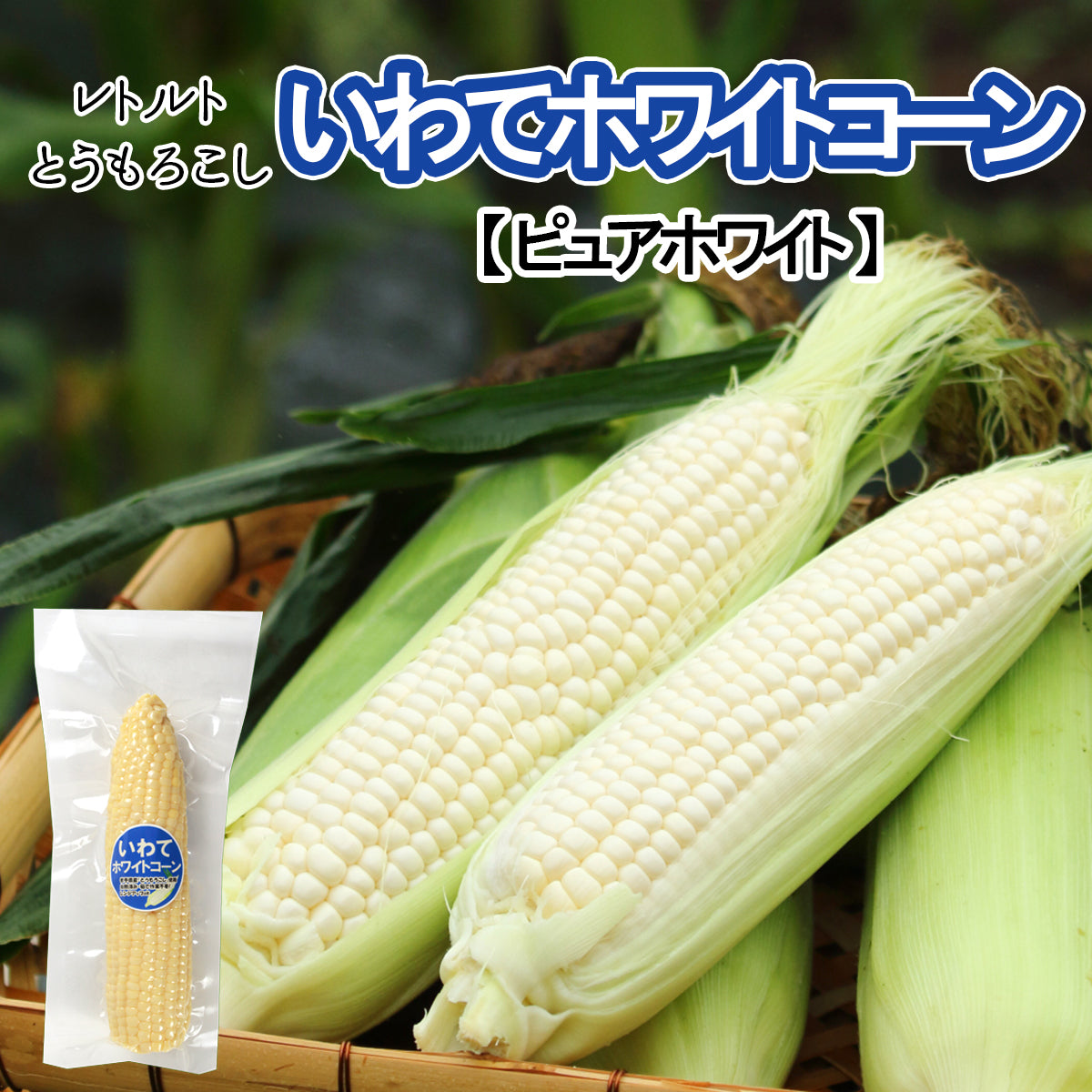 岩手県産 〇いわてホワイトコーン【31632-3/5/10】