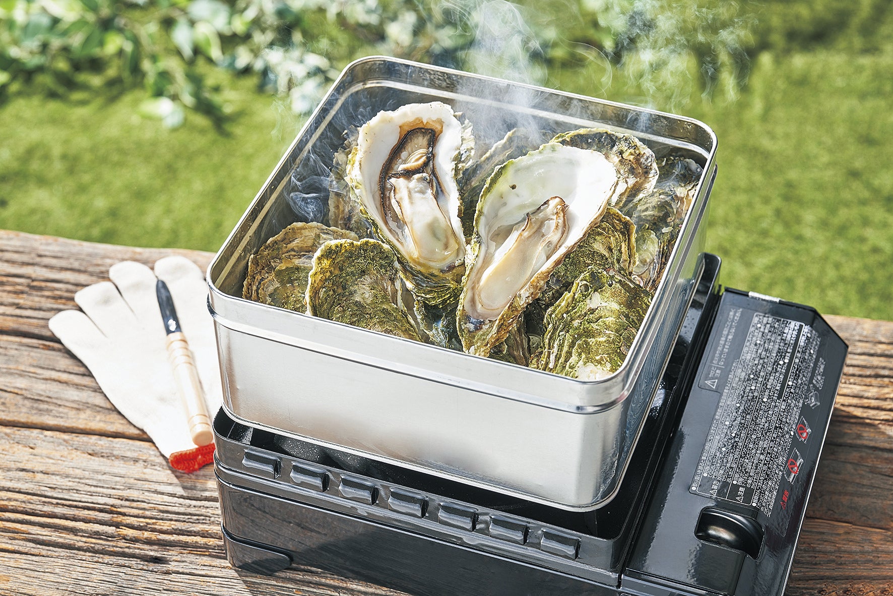 【goodtaniku】アガベ　激熱小籠包産巨歯鯊 カキコ　発根済 goodtaniku】アガベ 激熱小籠包産巨歯鯊 カキコ 発根済 goodtaniku】