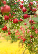 ※完売いたしました※旬感りんご　秀果（サンふじ）【26383/26384】