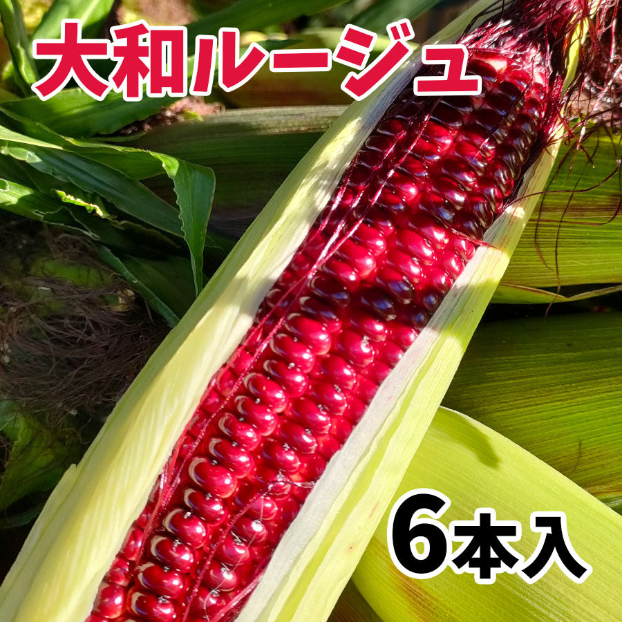 上小田代　生とうもろこし 【30566-30567/32860-32861/32862-32863】冷蔵
