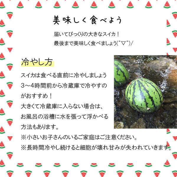 ≪数量限定≫ 滝沢すいか 7〜8kgサイズ(8月上旬～中旬のお届け) 【0028155】