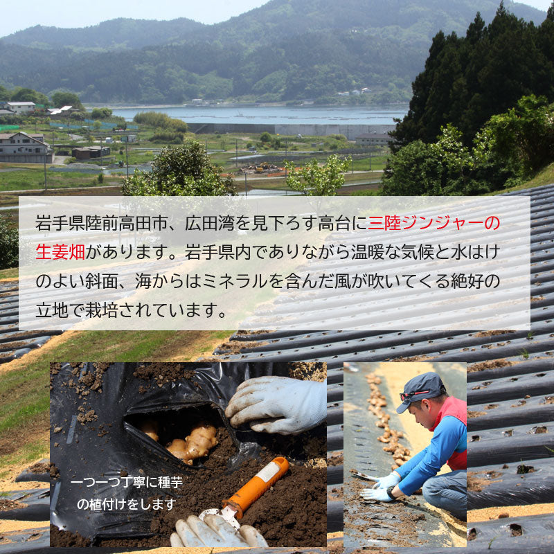 数量限定 岩手発 三陸ジンジャー 採れたて新生姜 400g×２パックセット 800g 28546