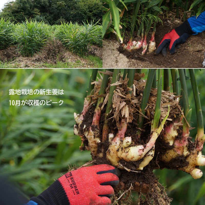 数量限定 岩手発 三陸ジンジャー 採れたて新生姜 400g×２パックセット 800g 28546
