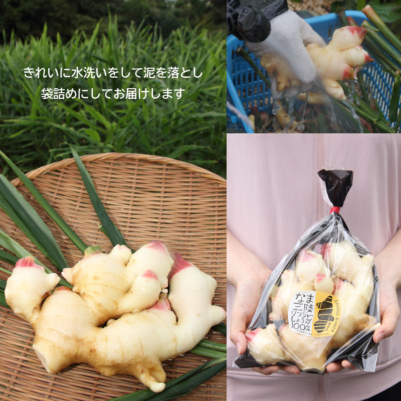 数量限定 岩手発 三陸ジンジャー 採れたて新生姜 400g×２パックセット 800g 28546