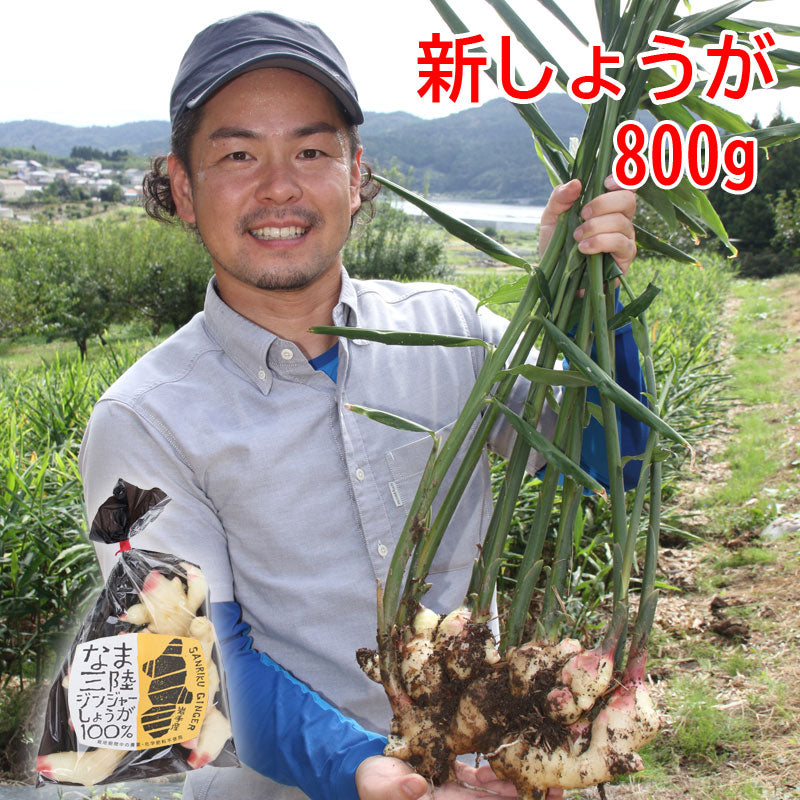 数量限定 岩手発 三陸ジンジャー 採れたて新生姜 400g×２パックセット 800g 28546