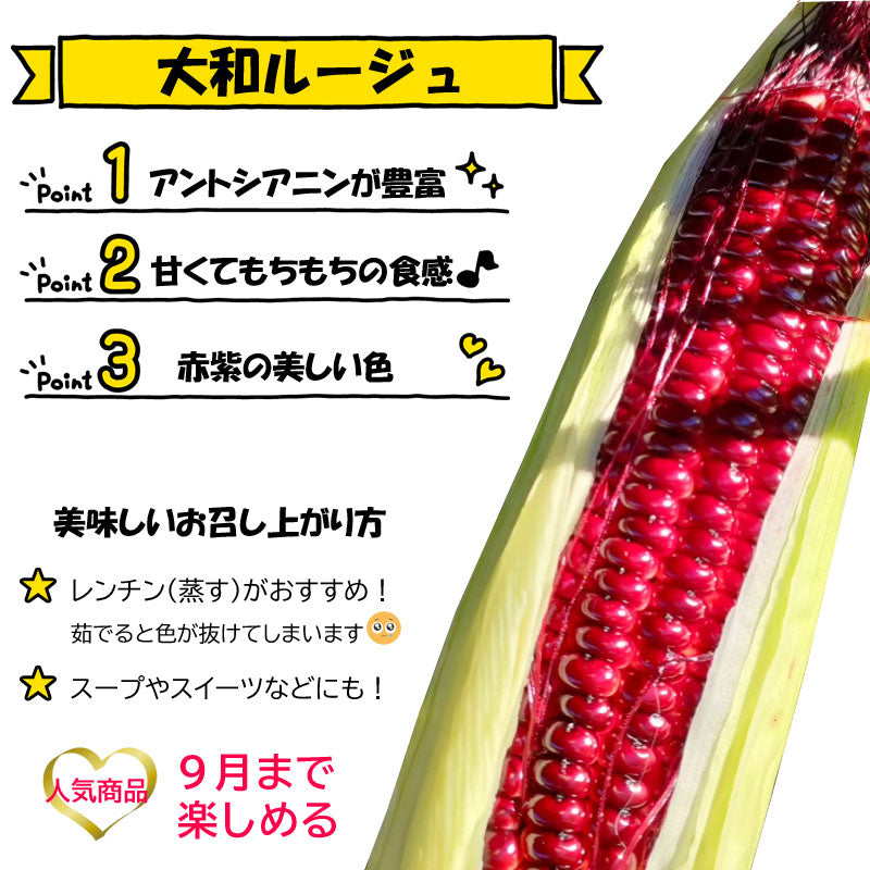 ≪”奥州ペルル”ご予約受付中！≫上小田代　生とうもろこし 【30566-30567/32860-32861/32862-32863】冷蔵