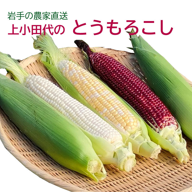 ≪”奥州ペルル”ご予約受付中！≫上小田代　生とうもろこし 【30566-30567/32860-32861/32862-32863】冷蔵