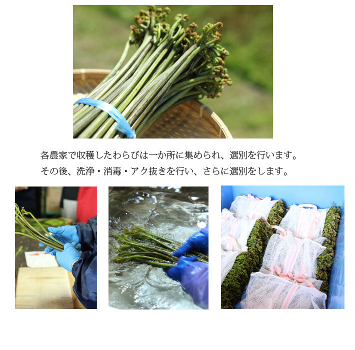 ≪今季販売終了・季節限定≫西和賀産業公社 とろっとした西わらび(水煮)【30163/32328】冷蔵