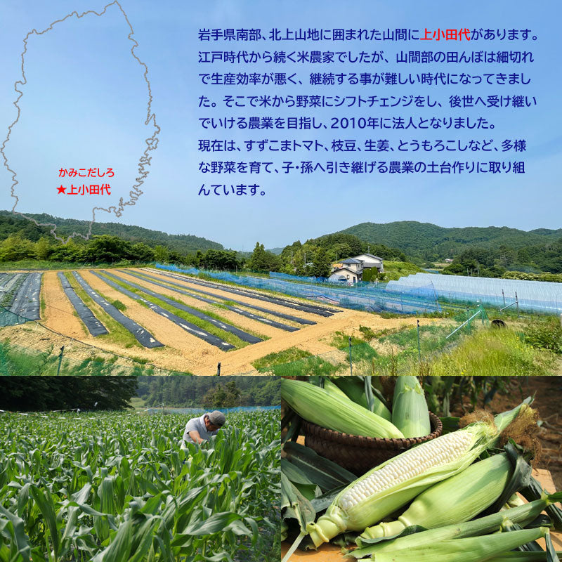 ≪”奥州ペルル”ご予約受付中！≫上小田代　生とうもろこし 【30566-30567/32860-32861/32862-32863】冷蔵