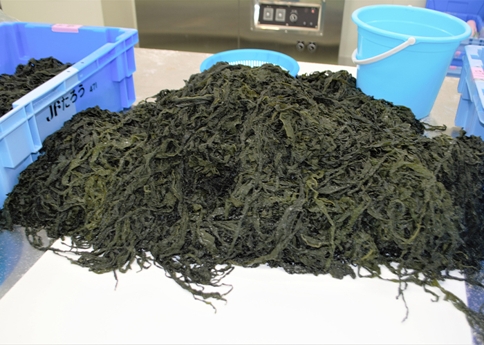 田老町漁業協同組合 真崎わかめ 10束箱入 【0024309】冷蔵