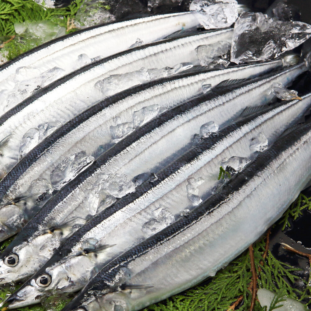 背が青黒く、腹が銀色に光るさんまの魚体