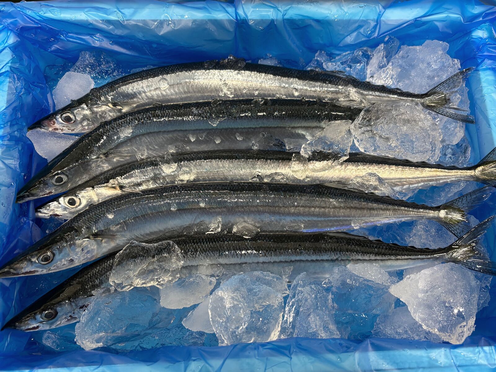 氷と塩水を張った箱に並べた鮮さんま